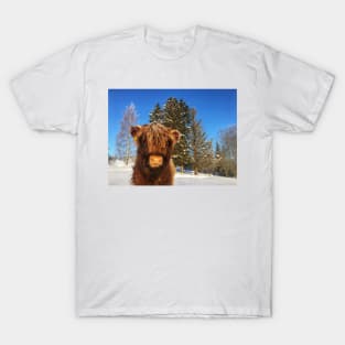 Scottish Highland Cattle Calf 1704 T-Shirt